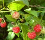 Малина садовая, сорта 2 (продолжение) - Rubus idaeus hort