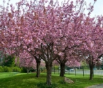 Вишня - Prunus subgen